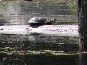A Blanding‘s turtle sunning on a log