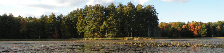 The trees on the edge of this wetland are just starting to turn colors with the fall season.