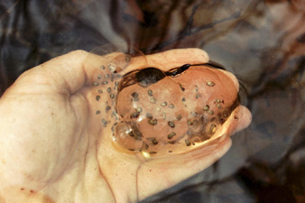 A hand holding a spotted salamander egg mass.