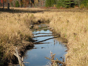 A slow moving stream meanders through this freshwater marsh habitat.