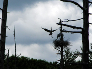 A mating pair of great blue herons flying into their nest.