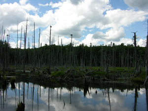 A heron rookery showing multiple active nests.