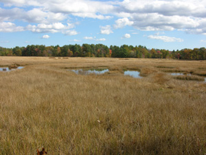 A scenic panorama of a salt marsh.