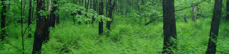 Lush green as far as the eye can see through the thick ferns and trunks of silver maples.