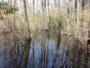 A vernal pool during spring high water.