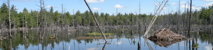 Beaver flowage with deep marsh habitat, Hooksett, NH