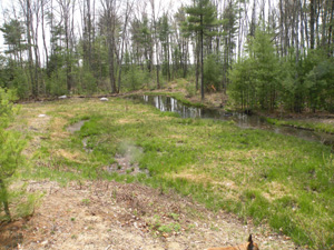 A wetland mitigation site photographed after its first winter.