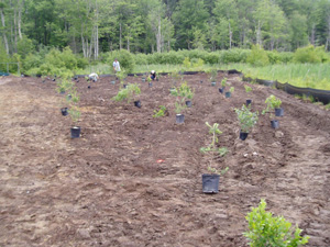 People organizing and planting in a wetland restoration project.